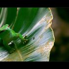 Grosser Madagaskar Taggecko