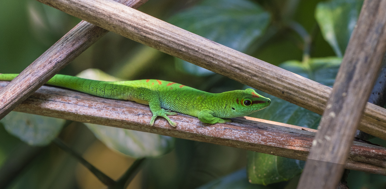 Grosser Madagaskar-Taggecko