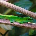 Grosser Madagaskar-Taggecko