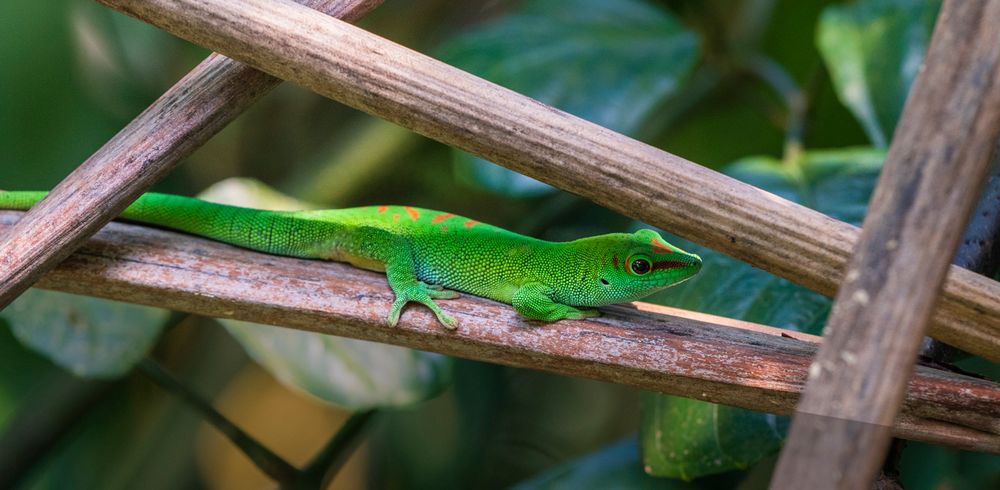 Grosser Madagaskar-Taggecko