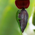 Grosser Madagaskar Taggecko