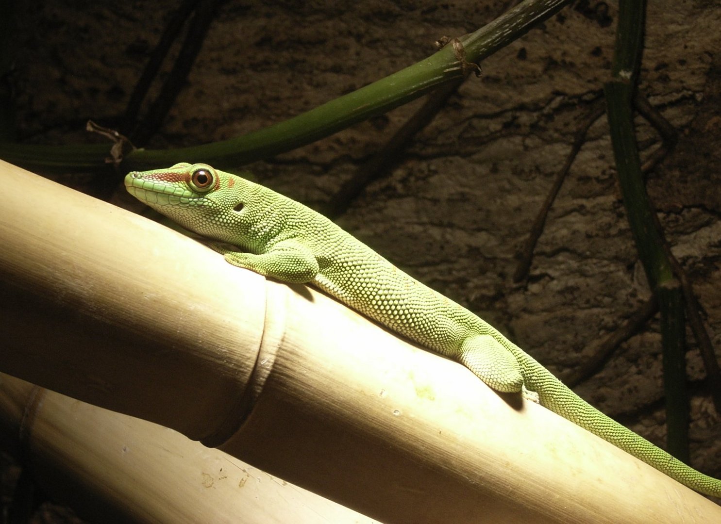 Grosser Madagaskar Taggecko
