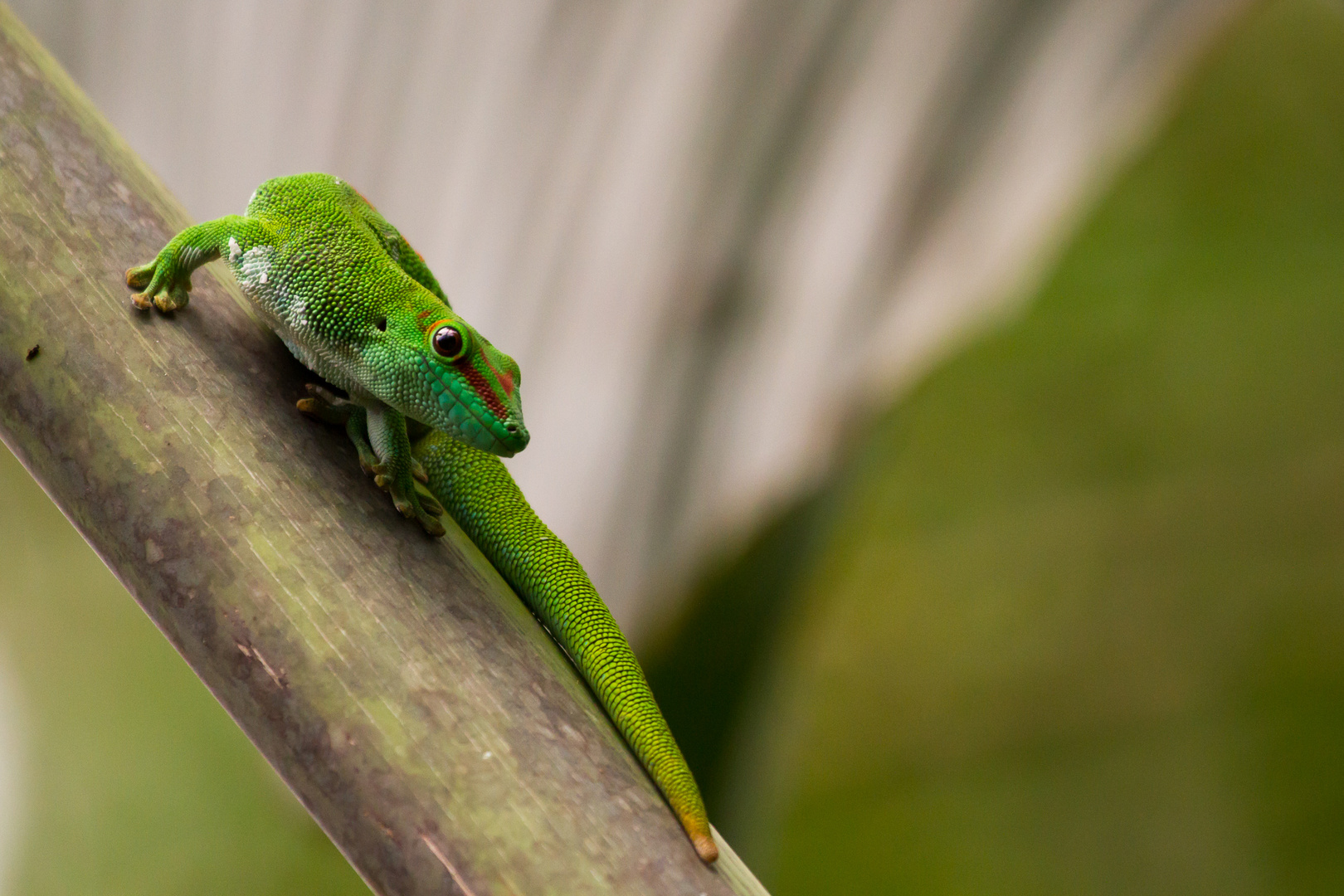 Grosser Madagaskar Taggecko