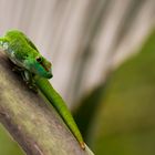 Grosser Madagaskar Taggecko