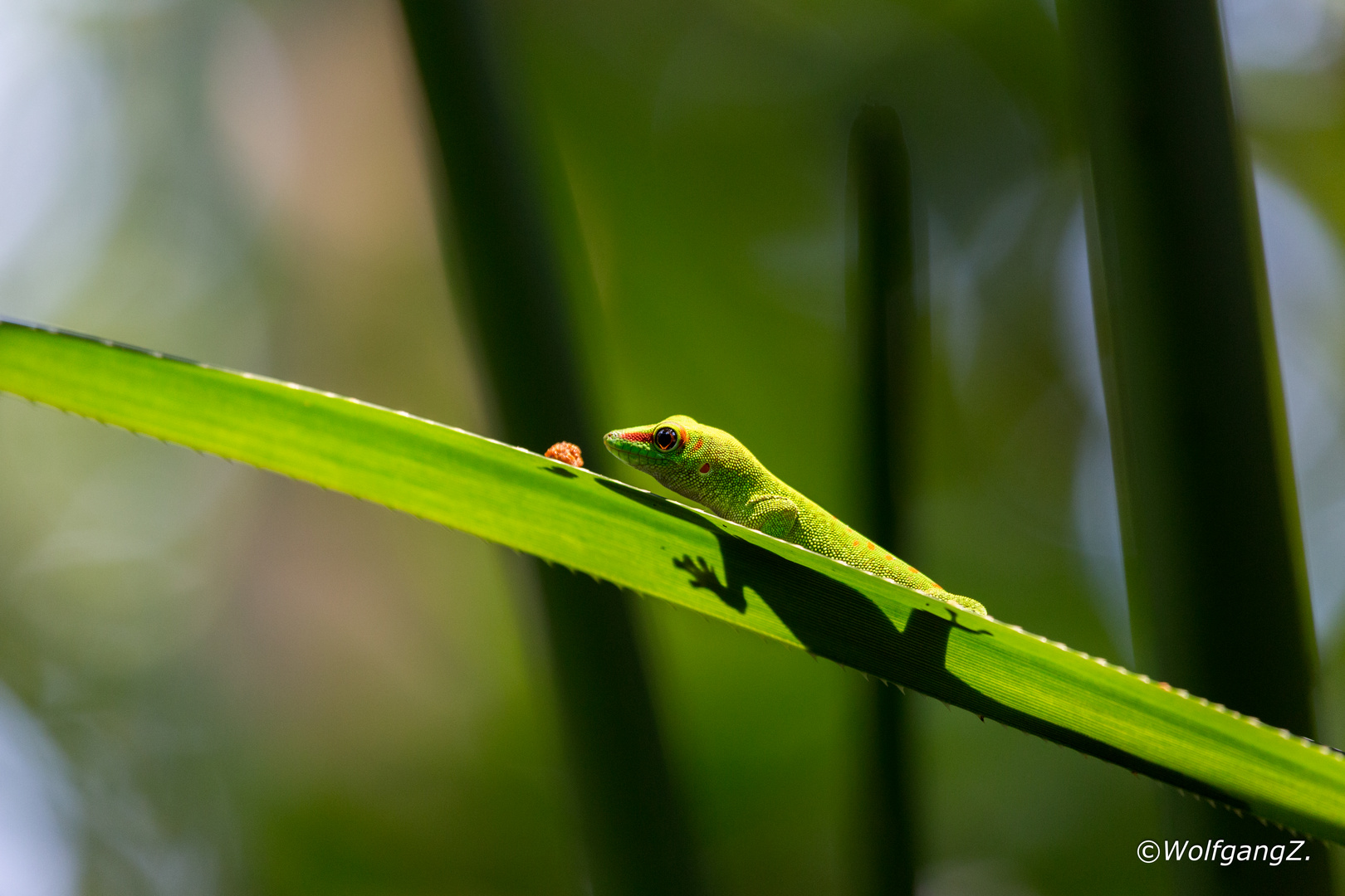 großer Madagaskar Taggecko