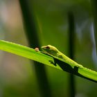 großer Madagaskar Taggecko