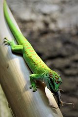 Großer Madagaskar-Taggecko