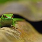 Grosser Madagaskar-Taggecko