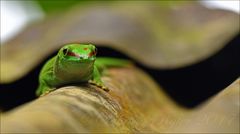 Grosser Madagaskar-Taggecko