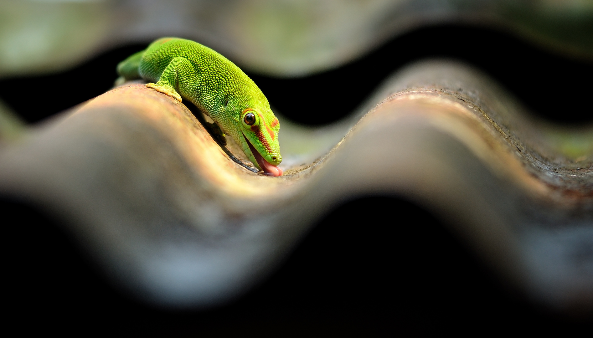 Großer Madagaskar Taggecko