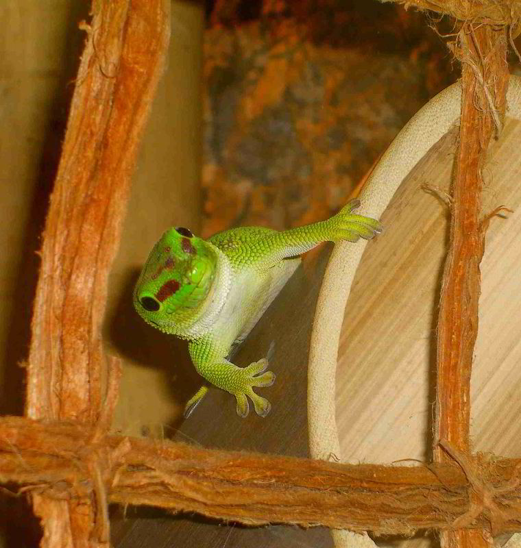 Großer Madagaskar Taggecko (Neugierig) Foto & Bild | tiere, haustiere