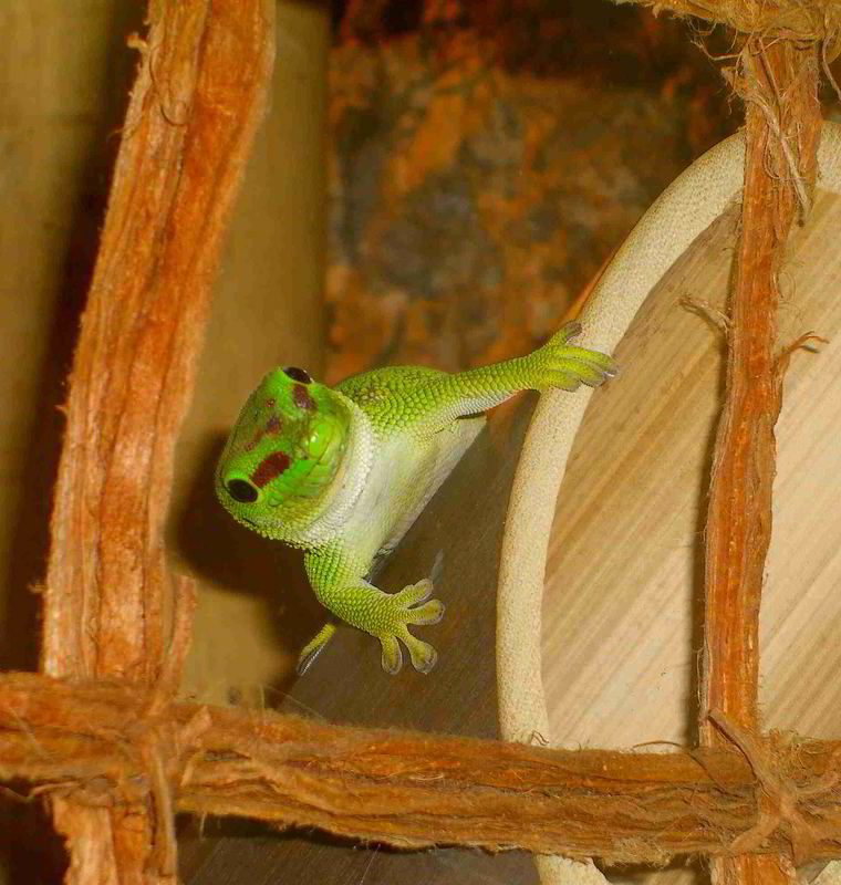 Großer Madagaskar Taggecko (Neugierig)