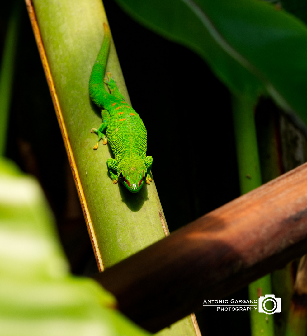 Grosser Madagaskar Taggecko - Phelsuma Madagascariensis