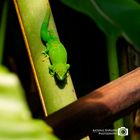 Grosser Madagaskar Taggecko - Phelsuma Madagascariensis