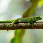 Grosser Madagaskar-Taggecko (Phelsuma madagascariensis grandis)