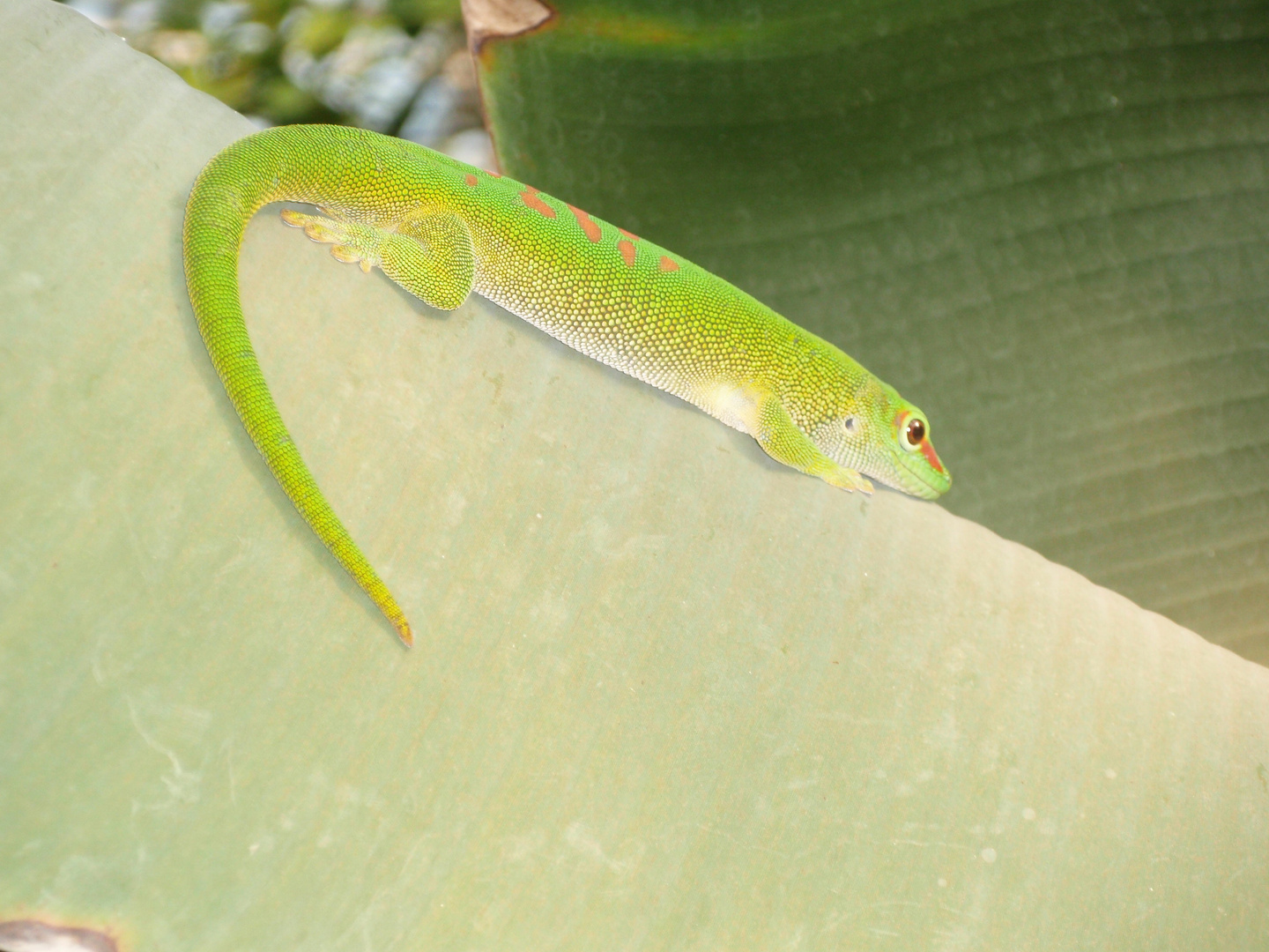 Grosser Madagaskar-Taggecko (Phelsuma madagascariensis grandis)