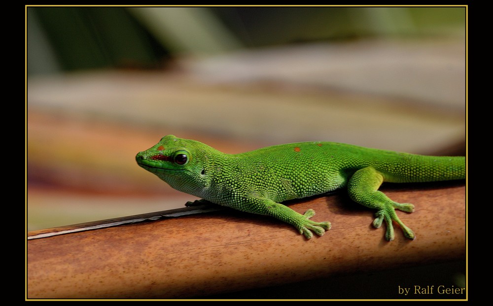 Großer Madagassischer Taggecko (Phelsuma madagascariensis grandis)