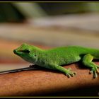 Großer Madagassischer Taggecko (Phelsuma madagascariensis grandis)