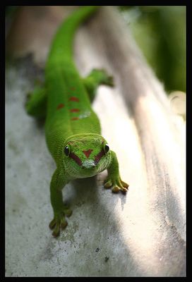 Grosser Madegassischer Taggecko