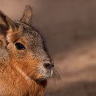 Großer Mara (Dolichotis patagonum)