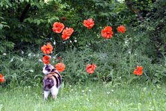 großer Mohn