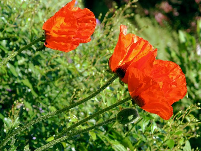 Grosser Mohn