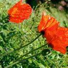 Grosser Mohn