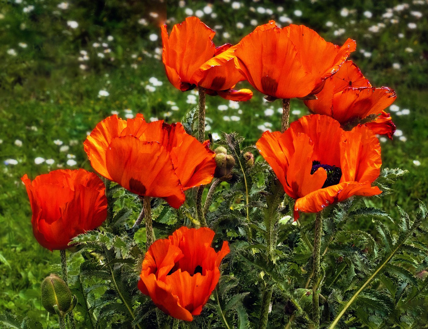 Großer Mohn in voller Blüte