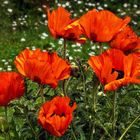 Großer Mohn in voller Blüte