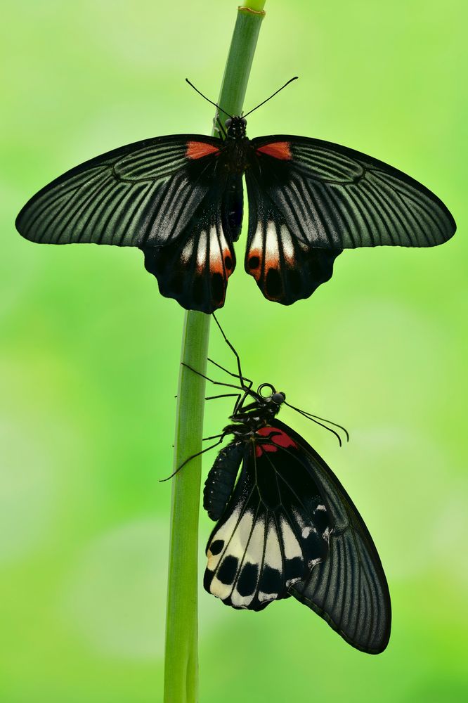 Großer Mormone Foto & Bild tiere, haustiere, terraristik Bilder auf