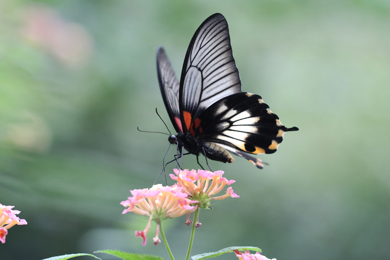 Großer Mormone (Papilio memnon)