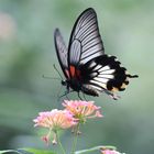 Großer Mormone (Papilio memnon)