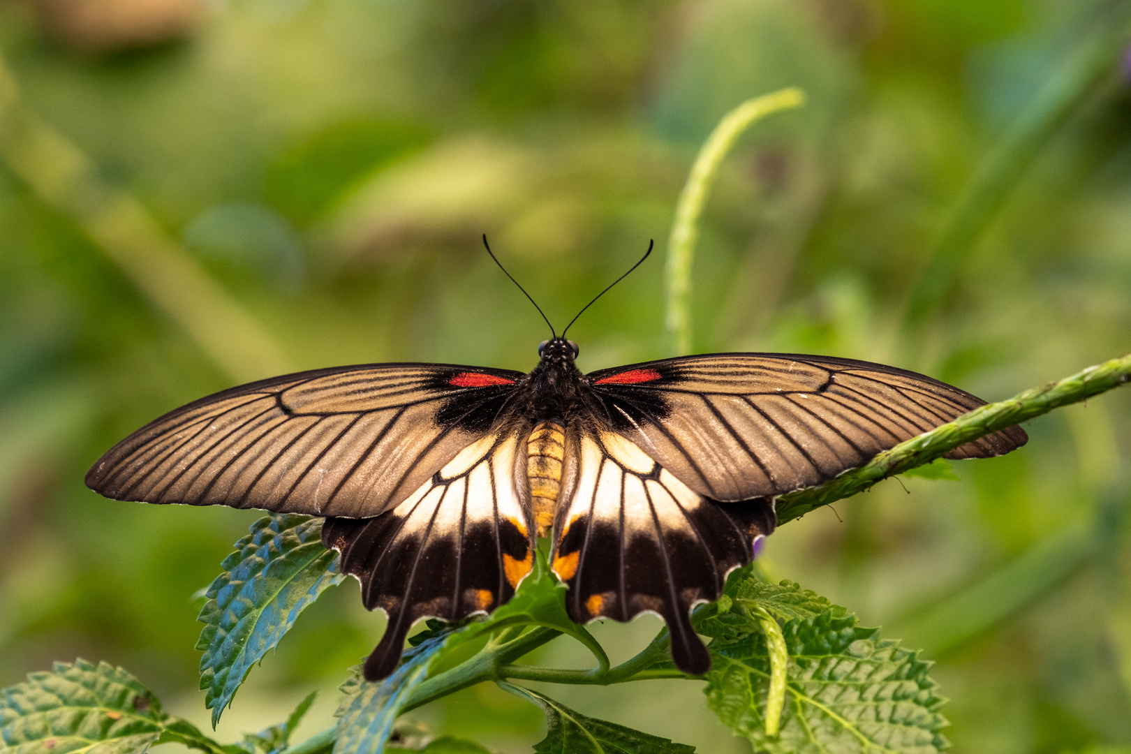 Großer Mormone (Papilio memnon)