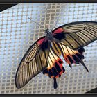 Großer Mormone (Papilio memnon)