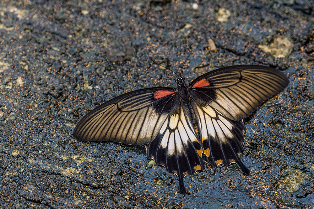 Großer Mormone (Papilio memnon)