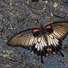 Großer Mormone (Papilio memnon)