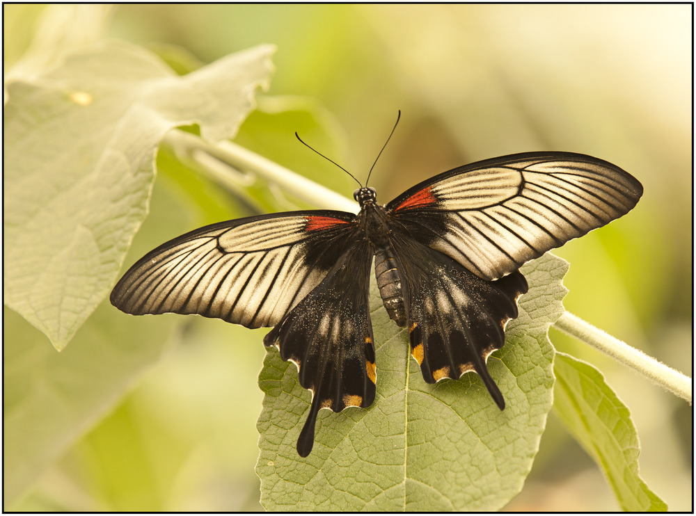 Großer Mormone ( Papilio memnon )