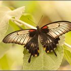 Großer Mormone ( Papilio memnon )