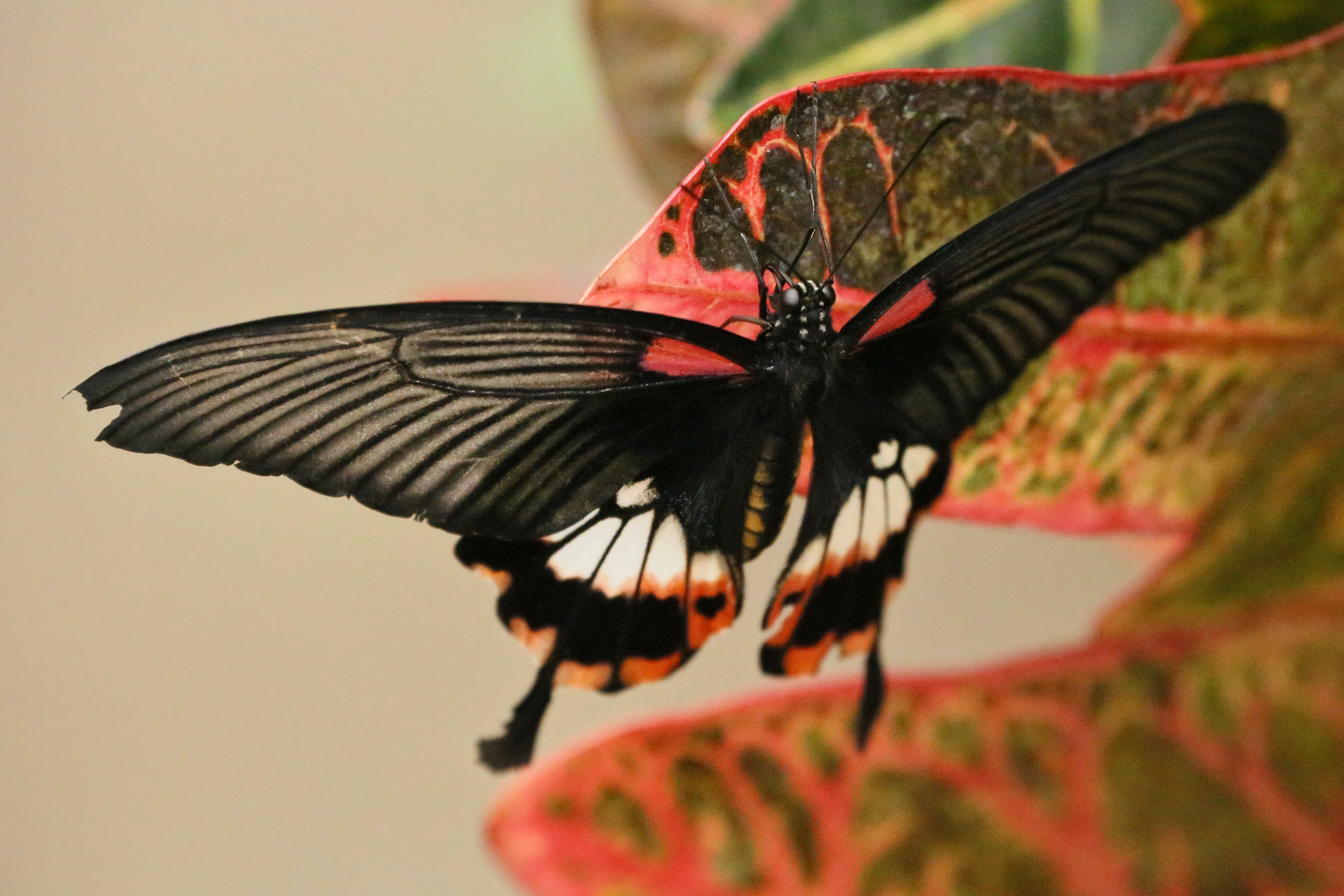 Großer Mormone (Papilio memnon agenor (2014_10_23_EOS 6D_7947_ji)