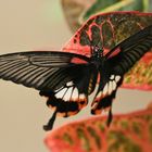 Großer Mormone (Papilio memnon agenor (2014_10_23_EOS 6D_7947_ji)