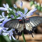 Grosser Mormone - Papilio memnon alcanor