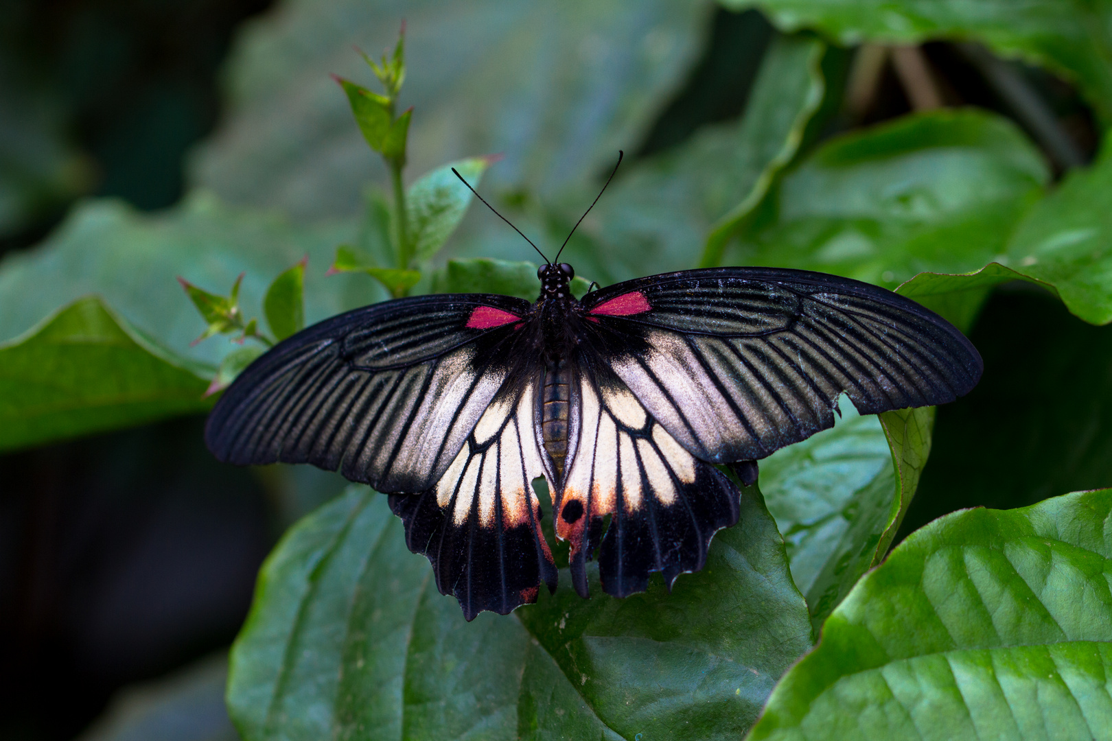 Großer Mormone / Papilio memnon