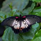 Großer Mormone / Papilio memnon