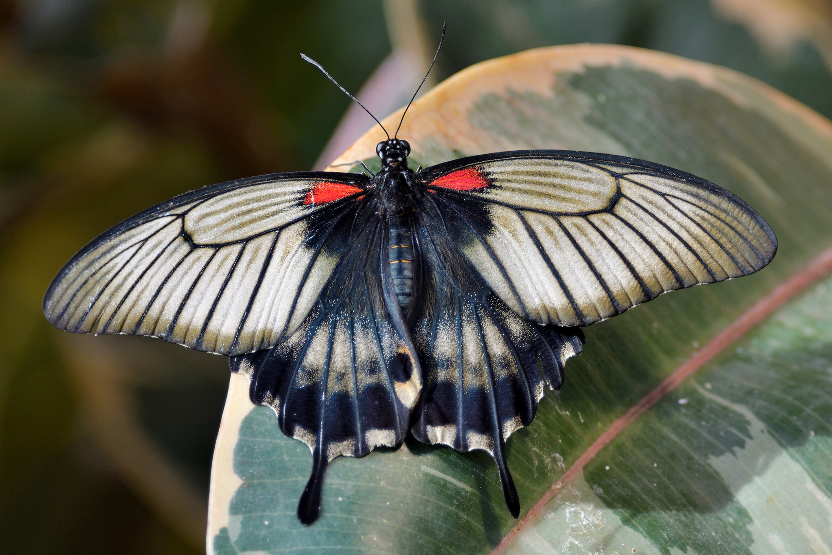 Großer Mormone - Papilio memnon