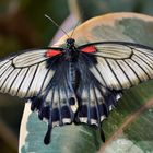 Großer Mormone - Papilio memnon