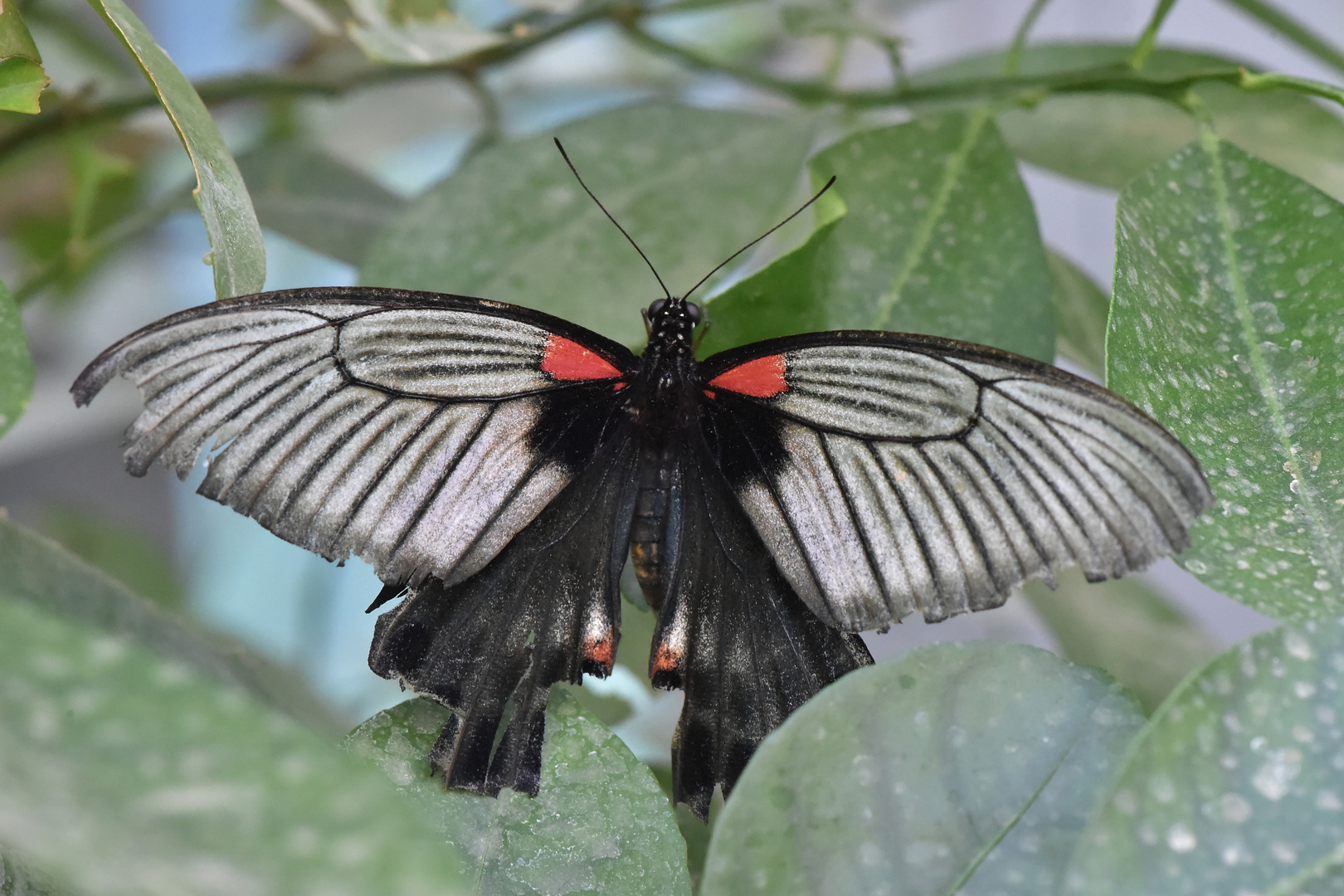 Großer Mormone - Papilio memnon offen