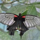 Großer Mormone - Papilio memnon offen