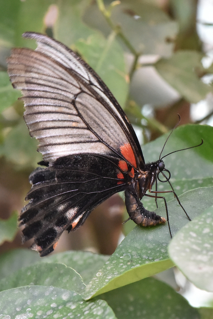 Großer Mormone - Papilio memnon - Profil