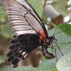 Großer Mormone - Papilio memnon - Profil