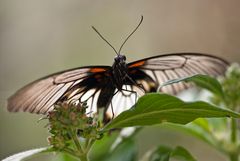 Großer Mormone (Papilio memnon - Weibchen)